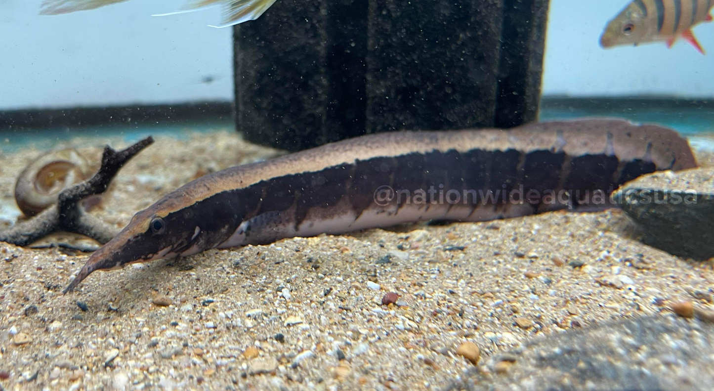 Borneo Python Eel (macrognathus kris)