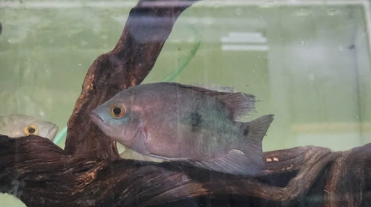 Chocolate Cichlid (Hypselecara temporalis)