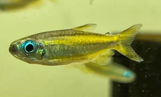 Lamp Eye Congo Tetra(Phenacogrammus aurantiacus)