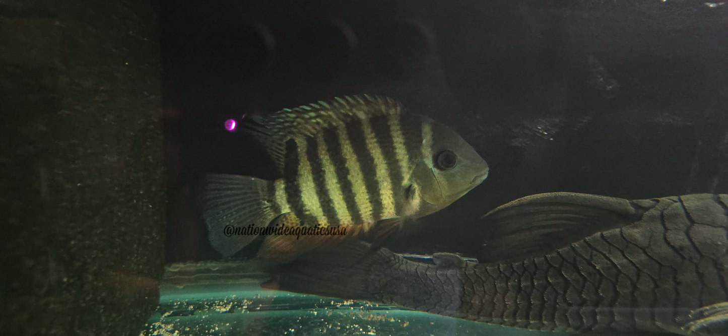 Tiger Severum (Heros Curare)