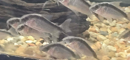 Skunk Cory (Corydoras arcuatus)