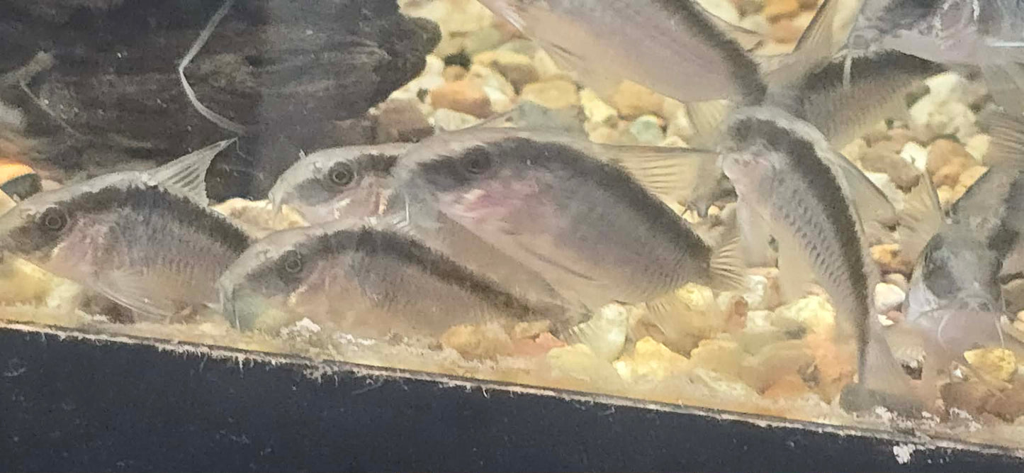 Skunk Cory (Corydoras arcuatus)