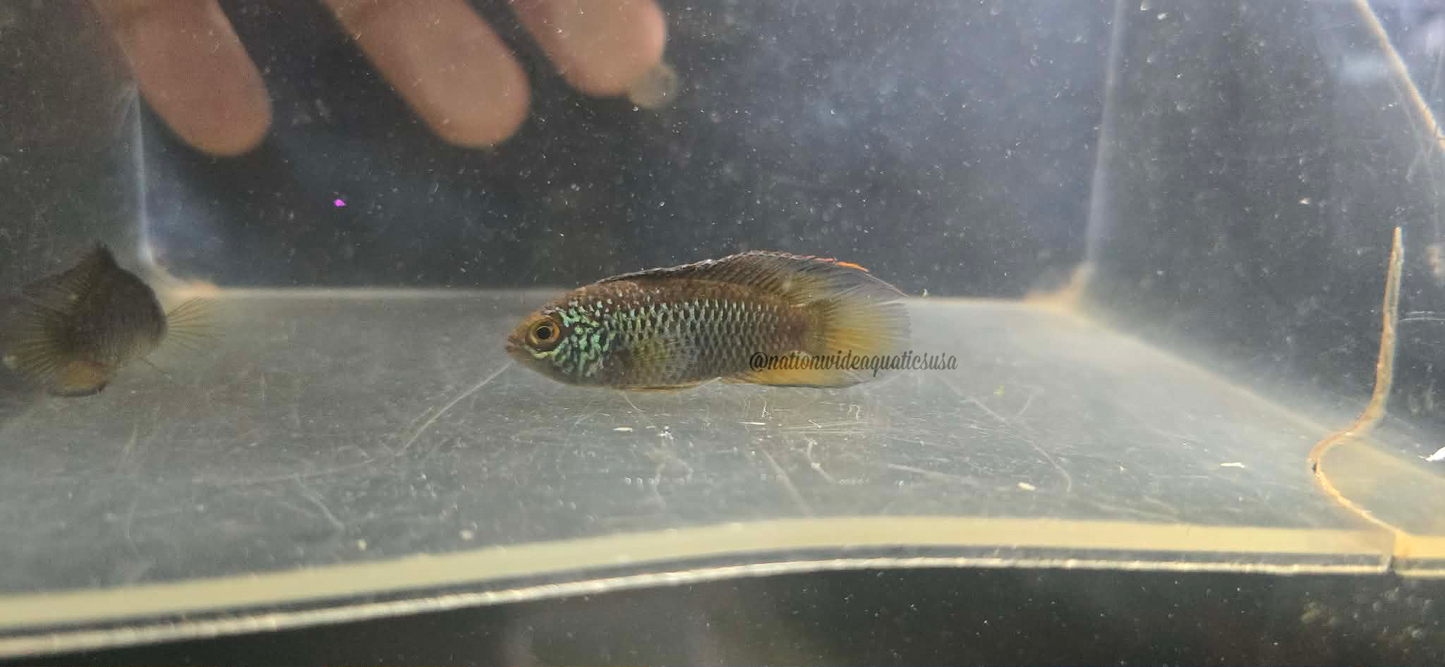 Golden Dwarf Cichlid (Nannacara anomala) Proven Pair