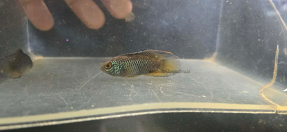 Golden Dwarf Cichlid (Nannacara anomala) Proven Pair