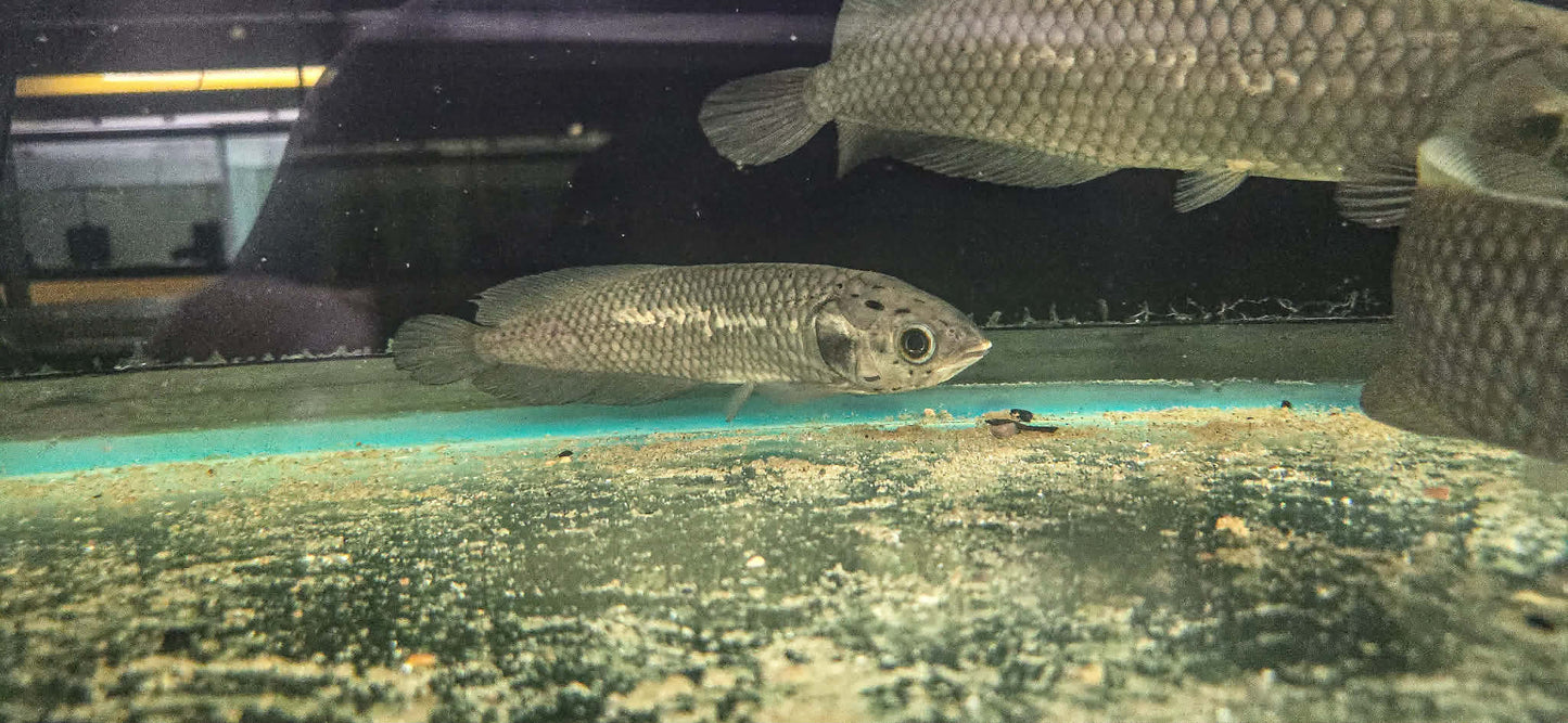African arowan (Heterotis niloticus) 8"