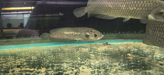 African arowan (Heterotis niloticus) 8"