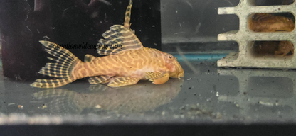 Hypancistrus seideli - L333 Albino - Golden - 4 fish juvie group