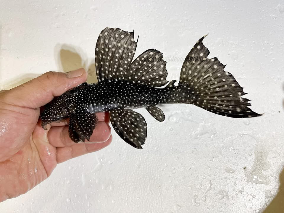 L240 Vampire Pleco (Leporacanthicus cf. galaxias)