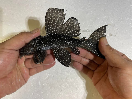 L240 Vampire Pleco (Leporacanthicus cf. galaxias)