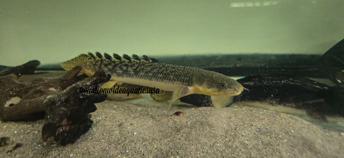 Polypterus palmas /polypterus beaufortia - Gold dust bichir