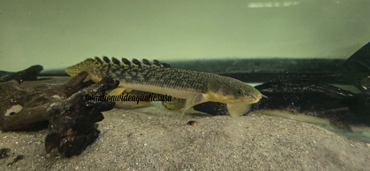 Polypterus palmas /polypterus beaufortia - Gold dust bichir