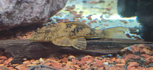 L037 Honeycomb Pleco (Hypostomus Faveolus )