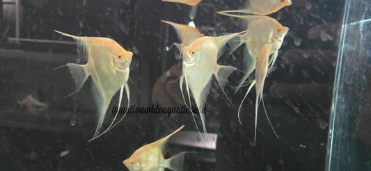 Albino Dantum Angelfish (Pterophyllum scalare)