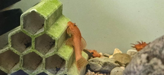 Super red bristlenose