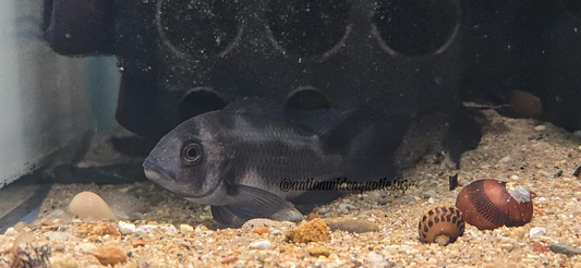 Black Widow Frontosa (Cyphotilapia frontosa)