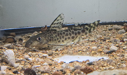 Leopard Synodontis (Synodontis Pardalis)