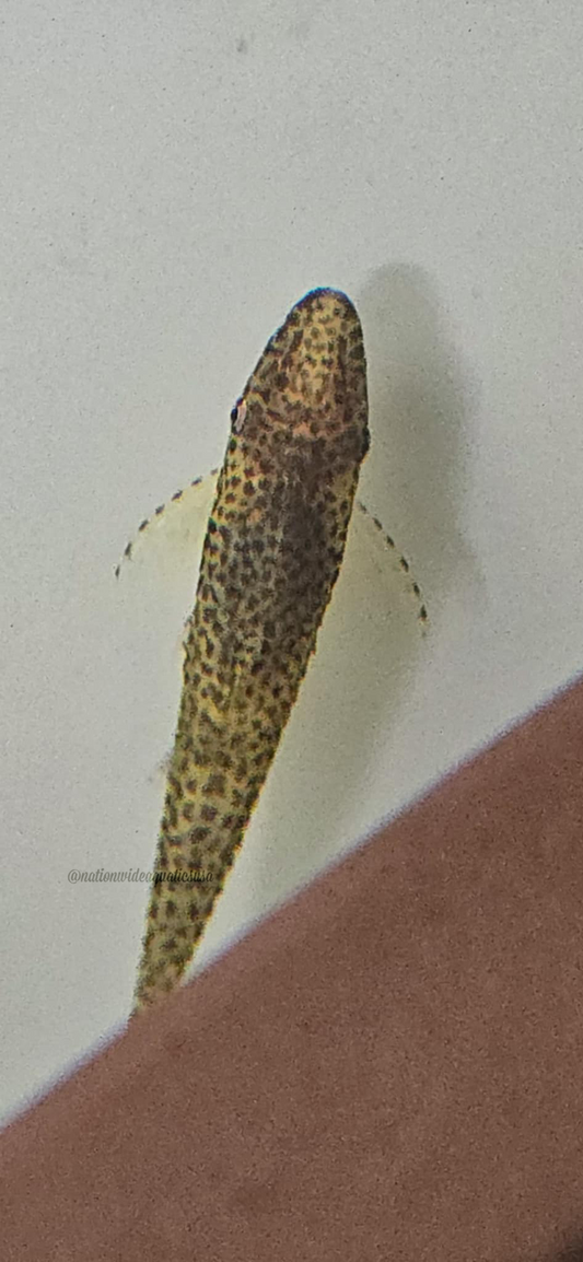 Oxyropsis acutirostris