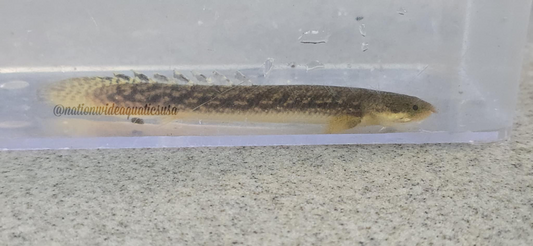 Polypterus teugelsi