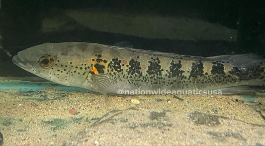 Lugabria Marmorata 
(Formerly crenicichla marmorata)