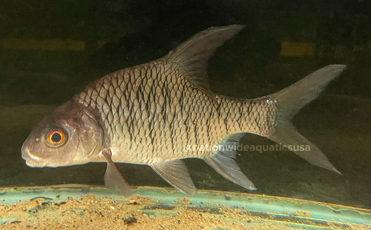 Bulu barb (Puntioplites bulu) 16”