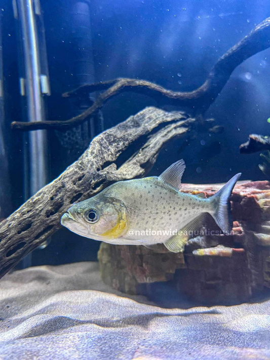 Serrasalmus rhombeus Peru black piranha