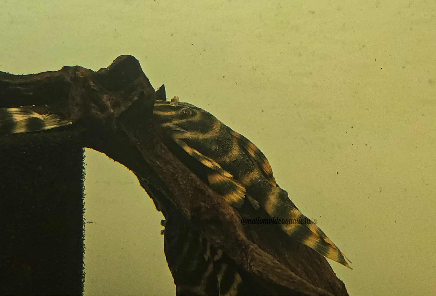 Panaqolus claustellifer L306