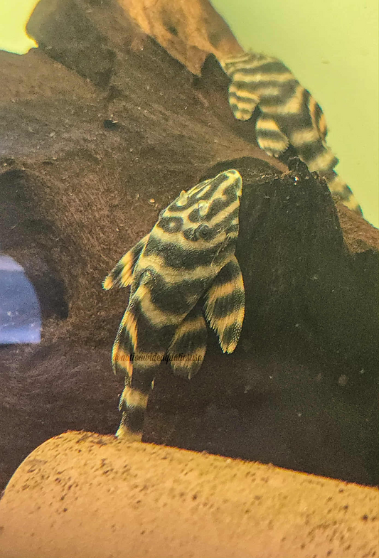 Panaqolus claustellifer L306