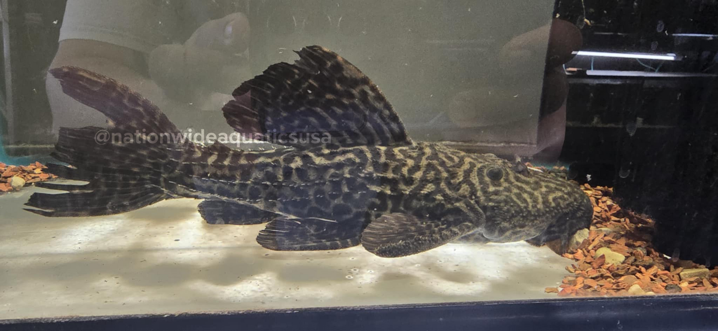 Pseudacanthicus sp. - Cactus Pleco (maybe L343)