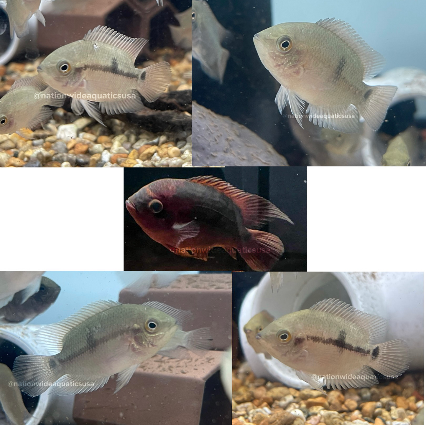 Chocolate Cichlid (Hypselecara temporalis)