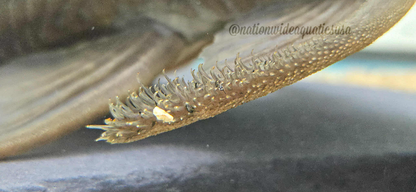 Hypostomus ternetzi