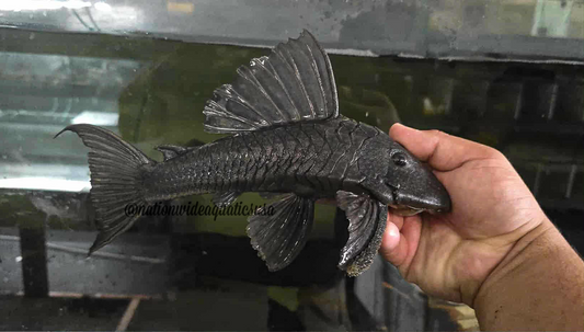 Hypostomus ternetzi