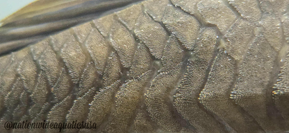 Hypostomus ternetzi
