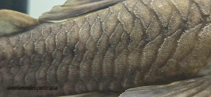 Hypostomus ternetzi