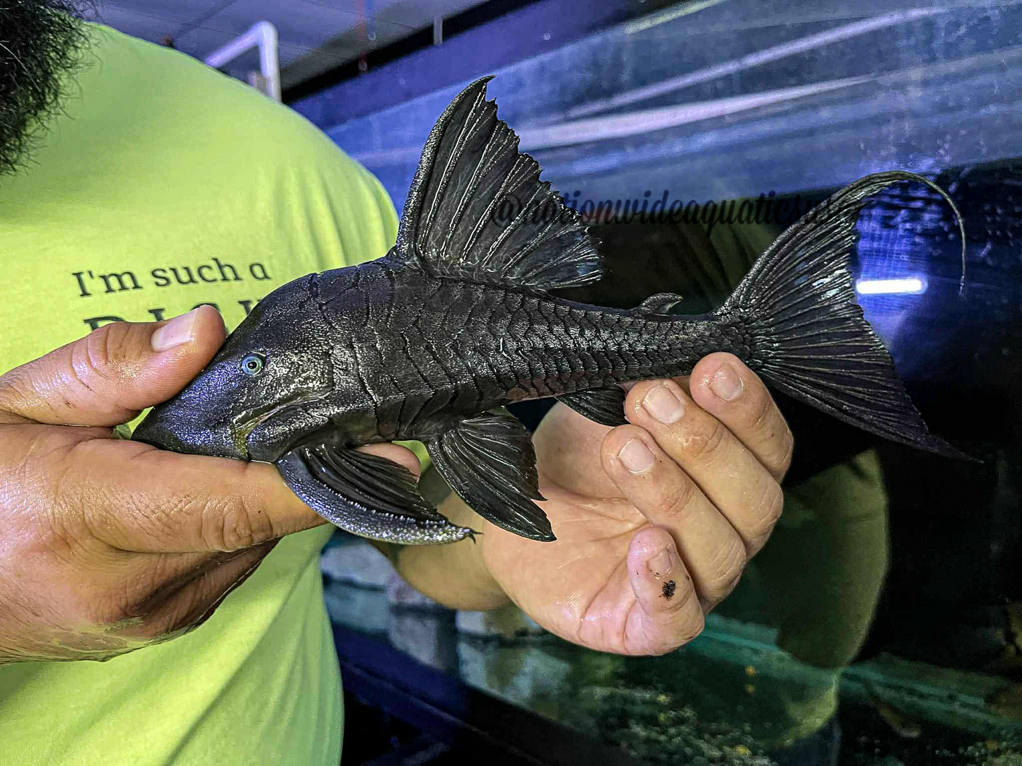 Blue Eyed Pleco (Panaque cochliodon)
panaque suttoni XL
