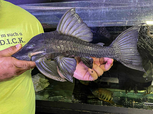 Blue Eyed Pleco (Panaque cochliodon)
panaque suttoni XXL