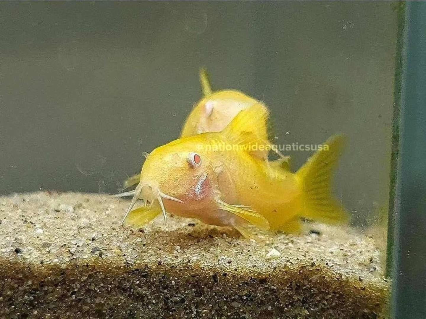 Albino Gold Laser Cory (Corydoras sp. CW010)