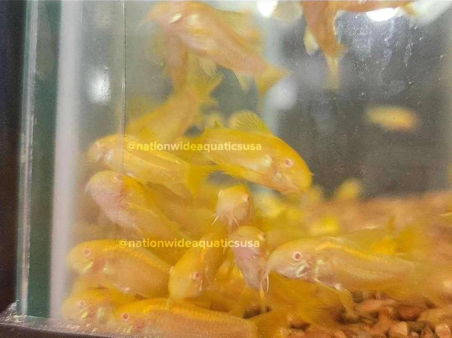 Albino Gold Laser Cory (Corydoras sp. CW010)