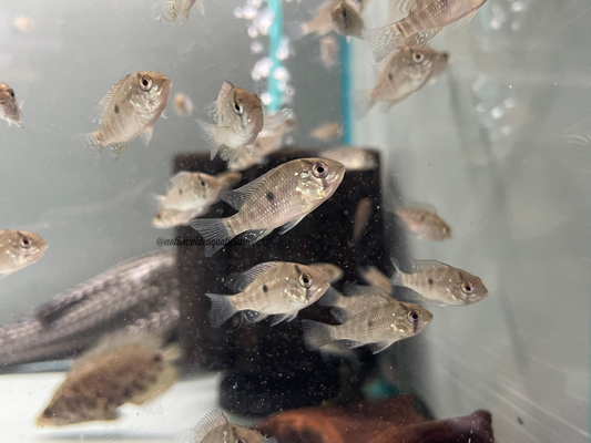geophagus brasiliensis 12 pack