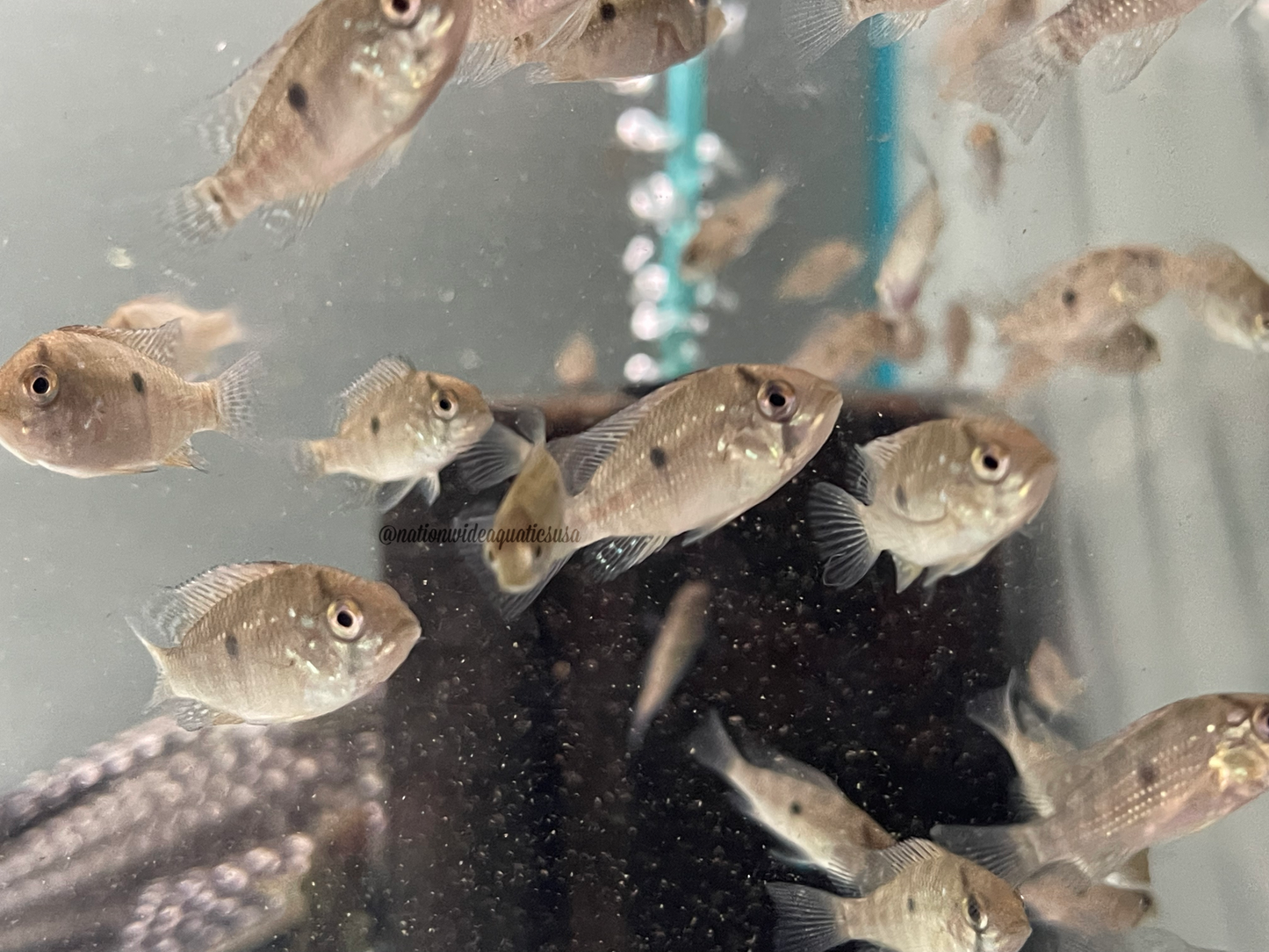 geophagus brasiliensis 5 pack