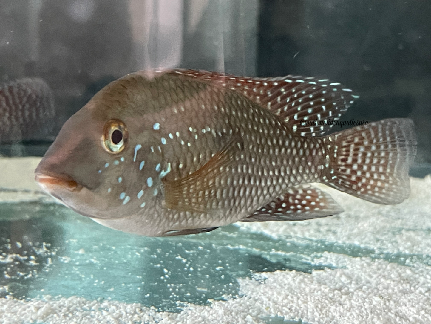 geophagus brasiliensis 5 pack