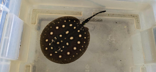 Black Diamond Het Male Paddle tail