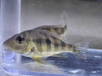 Red Head Tapajos (Geophagus Pyrocephalus)