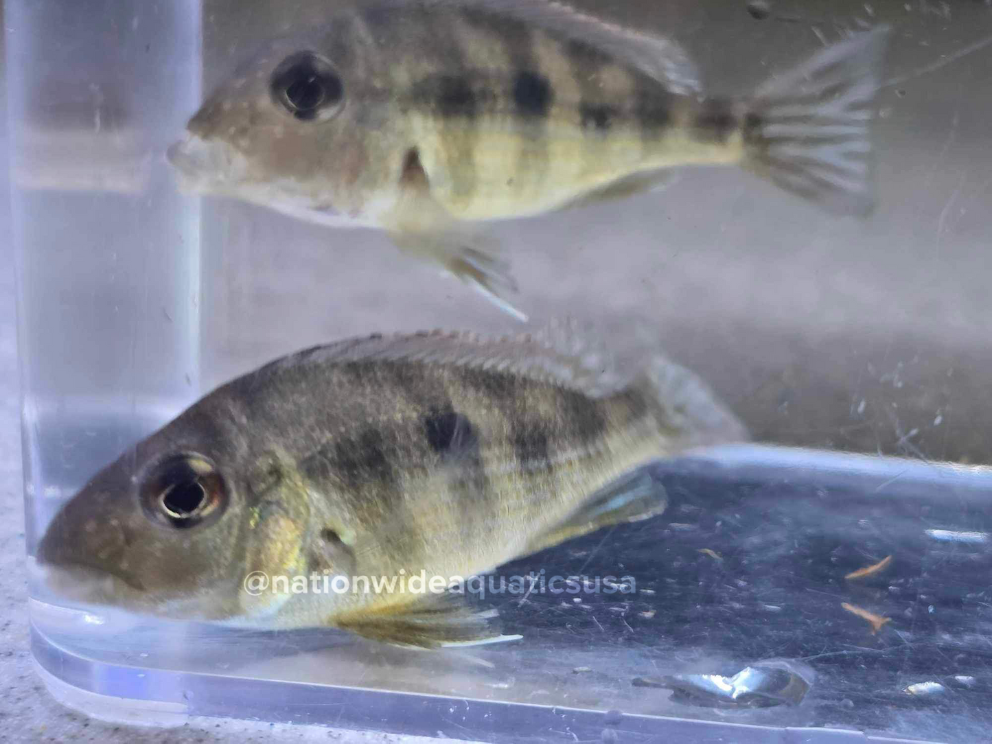 Red Head Tapajos (Geophagus Pyrocephalus)