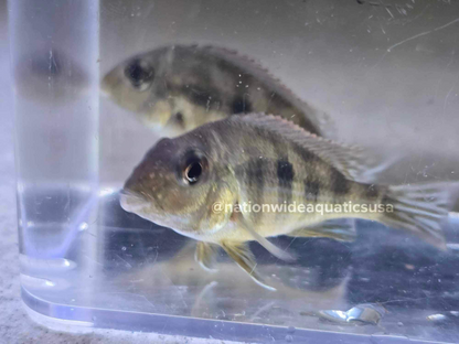 Red Head Tapajos (Geophagus Pyrocephalus)