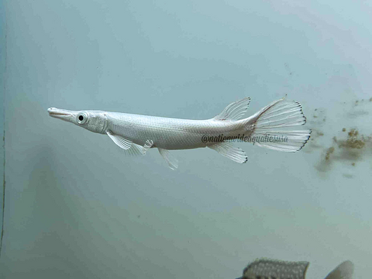 Platinum Alligator Gar (Atractosteus Spatula)