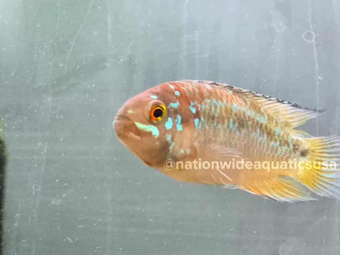 ivanacara bimaculata pairs