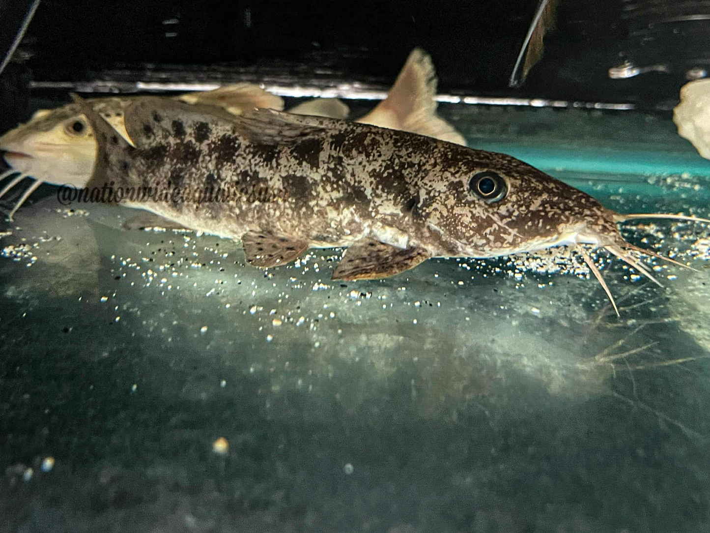 Giraffe Catfish (Auchenoglanis Occidentalis)