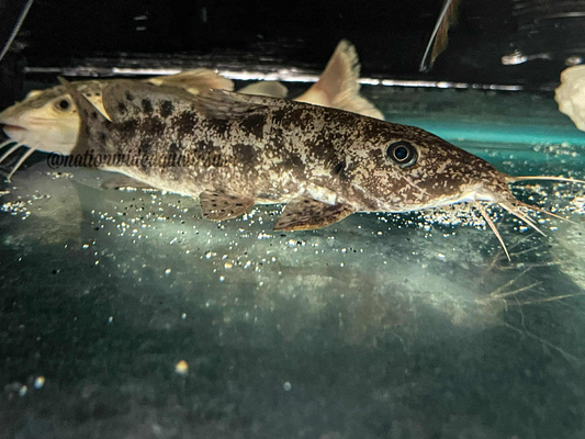 Giraffe Catfish (Auchenoglanis Occidentalis)