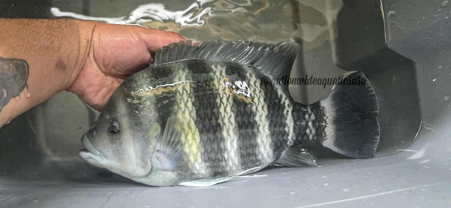 Zebra Tilapia Pair (Heterotilapia buttikoferi)