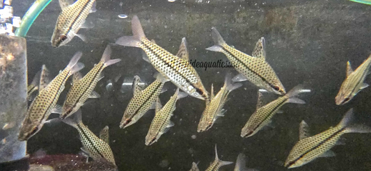 Spotted Headstander (Chilodus gracilis) 5 pack